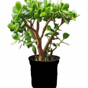 Jade plant (Money plant)