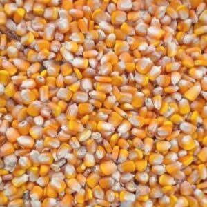 Yellow Maize