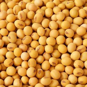 Soy Beans